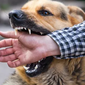 Bitten by a dog — Hirsch Talcott can help.